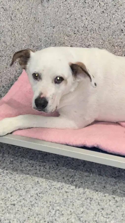 A senior large-sized female White / Cream Pit Bull Terrier dog named Faye for adoption in Gooding, ID