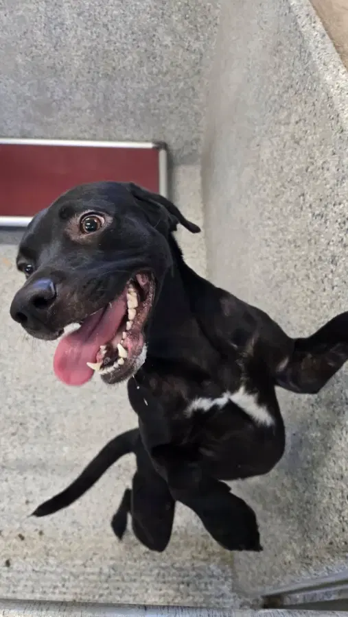 A young medium-sized female Black Labrador Retriever dog named Addy for adoption in Gooding, ID