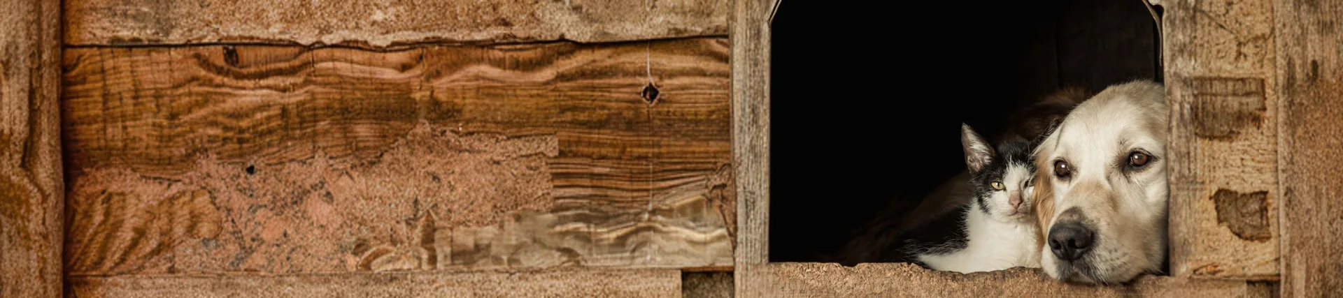 A dog and cat resting cheek to cheek
